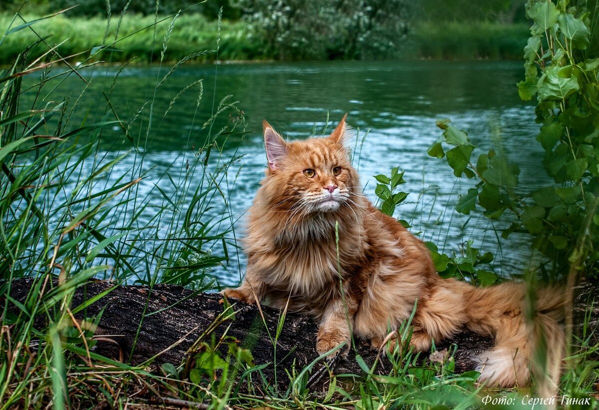 Источник Яндекс