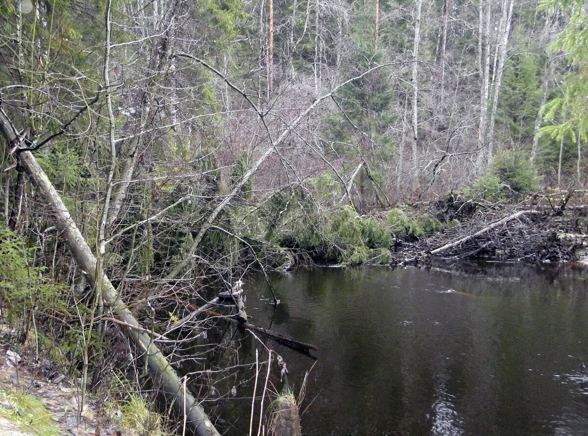 Вот в таких речках он тоже водится...