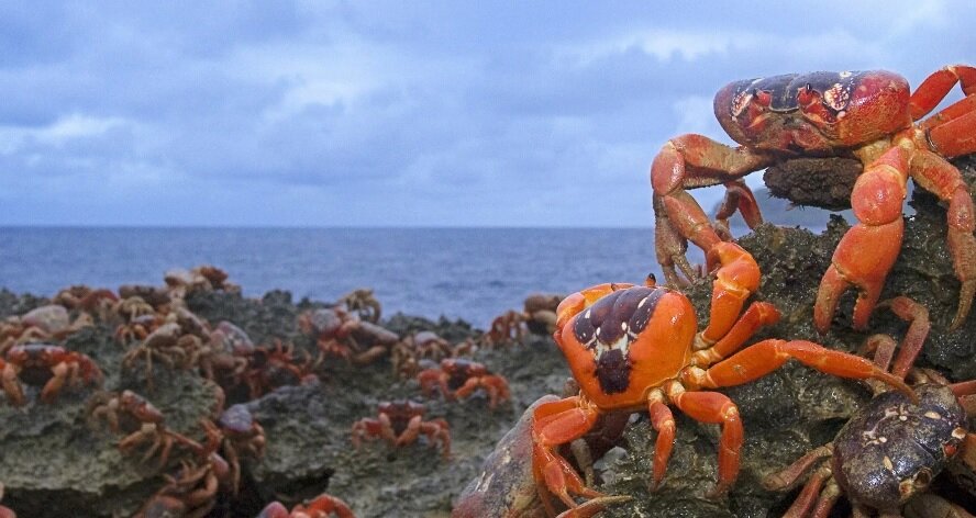 million-wallpapers.ru