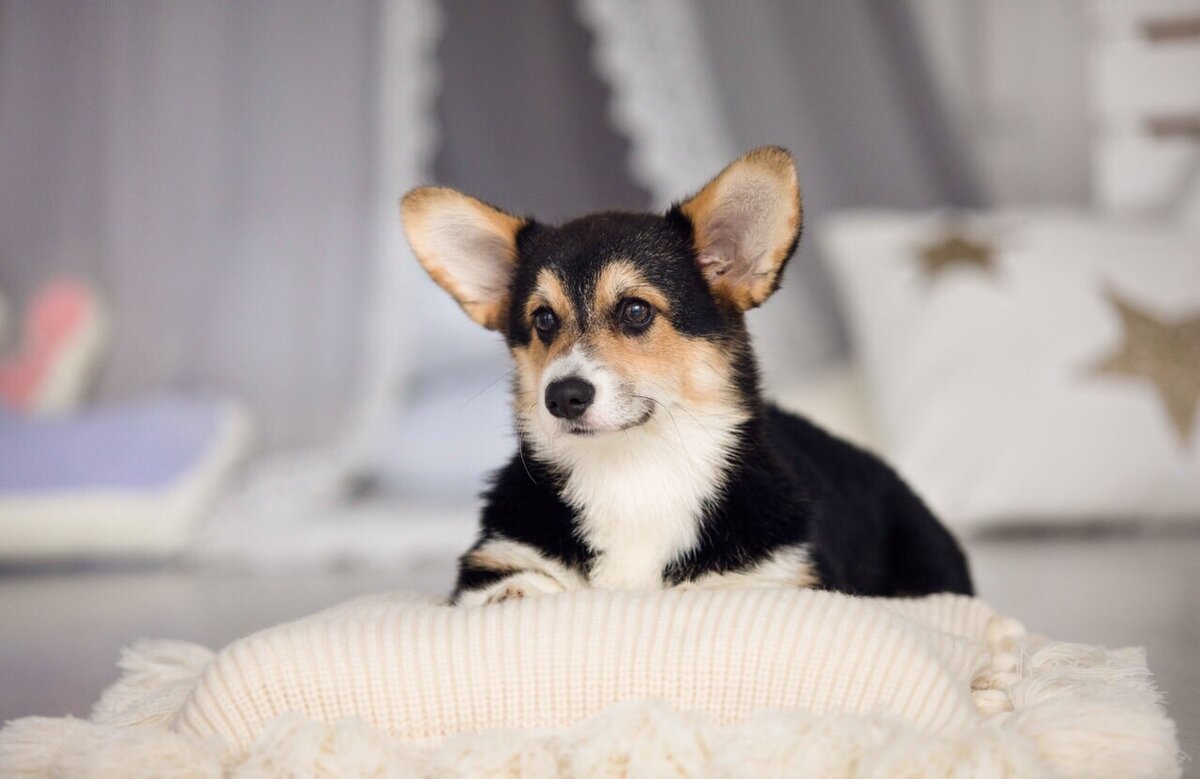 Вельш корги пемброк питомника Arh Beauty arhbeauty.com