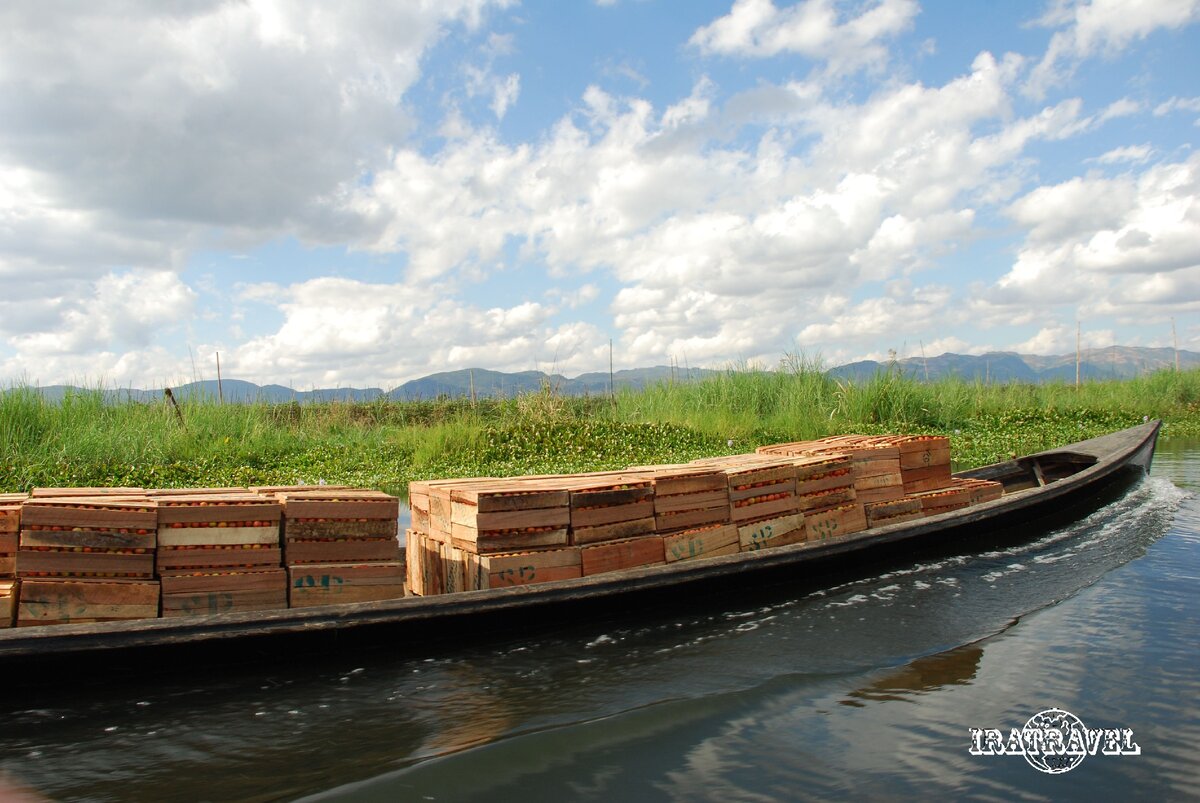 Хороший урожай (фото автора)