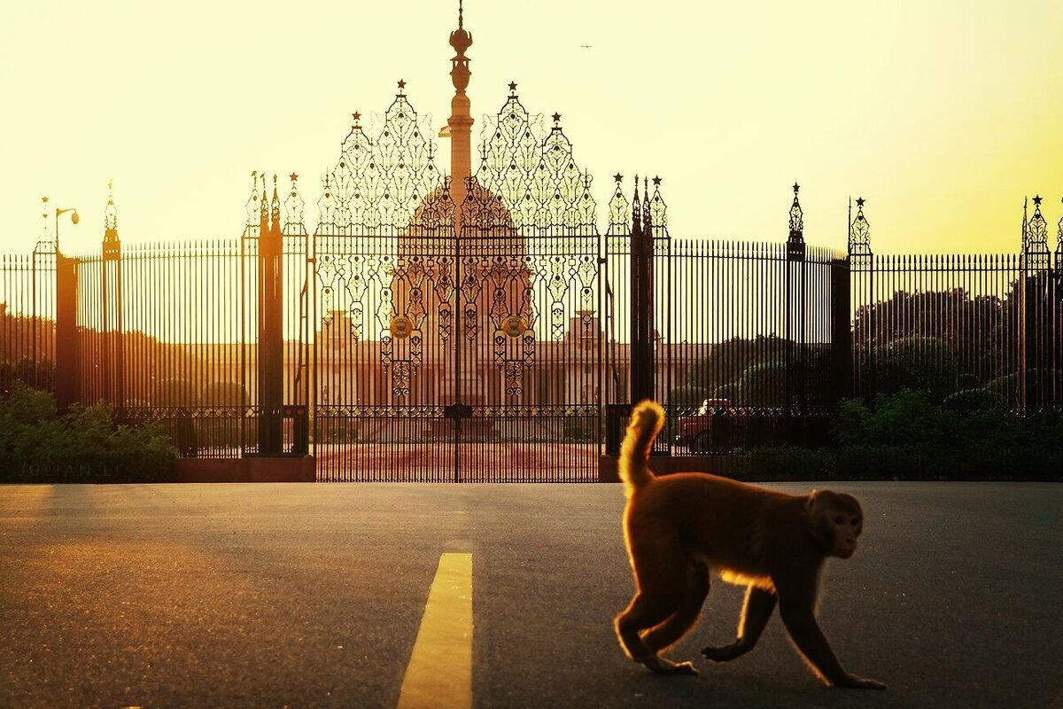 Макака у Президентского дворца в Дели.Политика.Болливуд.
Источник фото: www.eyeem.com