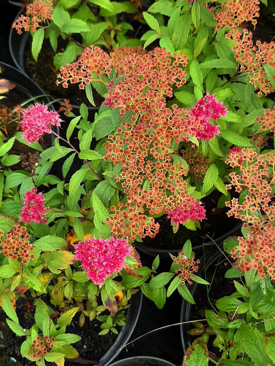 Цветение спиреи Антони Ватерер (Spiraea japonica Anthony Waterer)