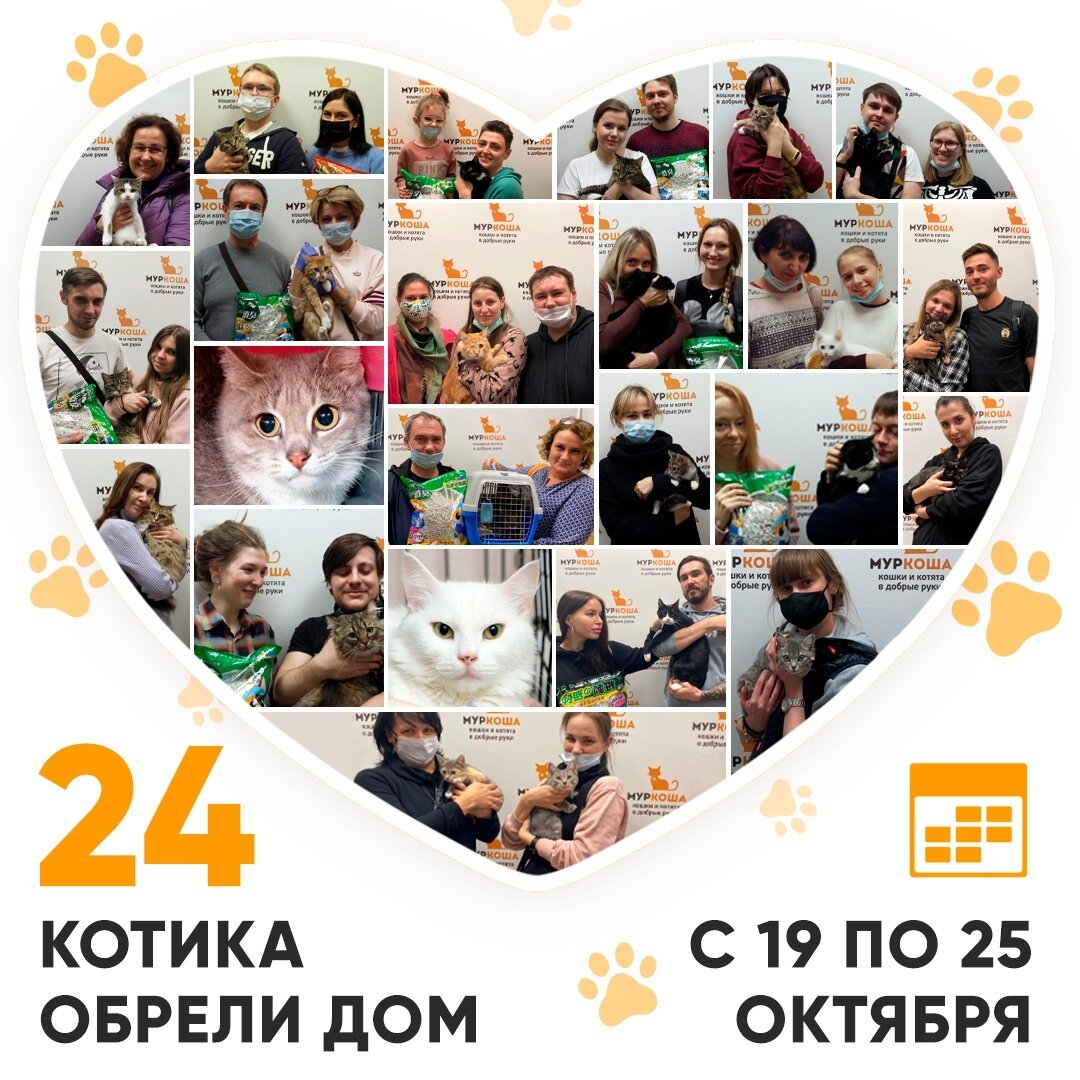 📣🤩24 котика стали домашними и любимыми за прошедшую неделю!  👨‍👩‍👧‍👦🏠😻🥳 | Центр помощи кошкам «Муркоша» | Дзен