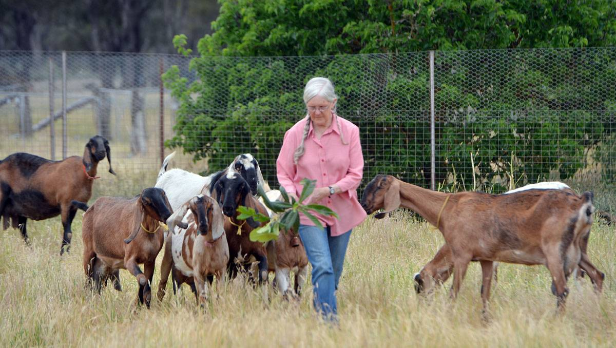Вудвейл Бев Стент фермер рассказывает о преимуществах коз... 
КОЗЫ в моде, как нахальные домашние животные, на мясо и на молоко.

«Я люблю коз больше всего на свете», - сказала Бев Стент.

В течение последних 33 лет фермер-любитель Вудвейл Бев Стент держала своих коз со своим мужем Кеном, занимаясь разведением и развитием качественных англо-нубийских молочных коз.

Бев описала англо-нубийcкую козу, как «корову Джерси» по их качеству молока.
Коровы Джерси и нубийские козы не являются производителями большого количества молока, но имеют высокий выход жира более 4 процентов, от того их молоко самое ценное.

Она проводит два часа утром и по крайней мере час вечером, ухаживая за своими козами.

«Они очень трудоемки, - сказала она.

«Вы должны знать о них все. Вы не можете просто решить взять отпуск, если у вас нет кого-то, чтобы помочь.

«Эти три или четыре месяца сейчас самые трудоемкие, поскольку у них есть козлята, время и уход за ними, как за детьми».

Бев увлеклась козами в 1980 году, когда ее муж прочитал в газете историю, в которой говорилось, что ангорские козы являются «животными будущего».

В тот момент козы стоили много денег, и цены на их шерсть и молоко были высокими.

Несмотря на падение цен в 1980-х годах, Бев и ее муж решили оставить и их.   

«Потому что они нам очень нравятся», - сказала она.

Большинство людей имеют аллергическую реакцию на молочную продукцию и поэтому многие люди ищут альтернативы коровьему молоку.

Козья продукция стала более популярной и широко доступна в супермаркетах.

Бев верит в пользу козьего молока для здоровья и посещает сельскохозяйственные выставки, пропагандируя его использование. 

Она сказала, - козье молоко особенно полезно для детей и пожилых людей, а мыло с козьим молоком также особенно полезно для лечения кожных заболеваний. На протяжении долгих лет содержания коз, я забыла, что такое болеть.

«ТО, что мы пытаемся сделать, - это рассказать людям о пользе молока», - сказала она. «Это самое лучшее и целебное молоко для людей».

Бев сказала, что козами легче управлять, чем коровами.

«Если корова стоит на вашей ноге, у вас сломана нога. 

«Козы меньше и с ними легче обращаться. 

«Вы можете погладить их, и они будут настолько дружелюбны, особенно те, кого вы вырастили с самого их детского возраста».

Бев сказала, что не может представить свою жизнь без коз.

«Они - часть семьи в некоторой степени. 

«Козы с нами каждый день и весь день.

И есть мысли о выходе на пенсию?

«Я занимаюсь этим уже 33 года. Иногда я думаю о том, что бы я делала, если бы у меня их не было.

«Но они - мой главный интерес. Я нуждаюсь в них, а они нуждаются во мне.
