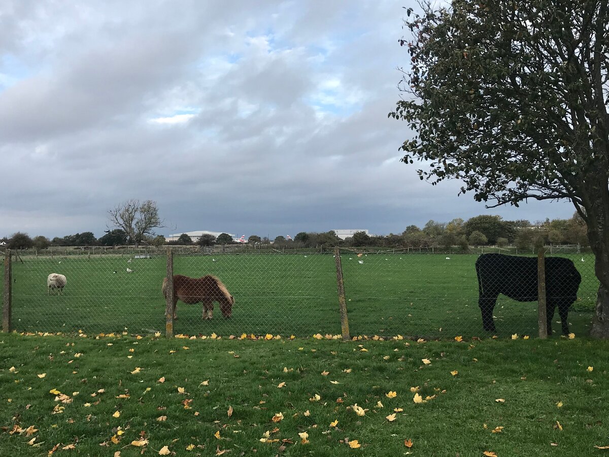 Животинка на городской ферме The Hounslow Urban Farm, что находится вблизи аэропорта Heathrow. Приглядевшись можно увидеть сам аэропорт, и даже самолет BA (British Airways) с хвостом цвета британского флага.