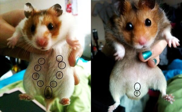 у самок присутствуют ярко выраженные сосочки вдоль туловища, а у самцов заметны яички.