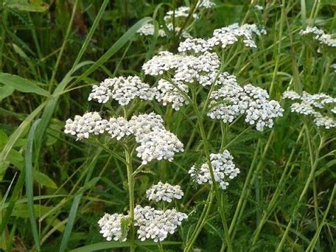 Тысячелистник