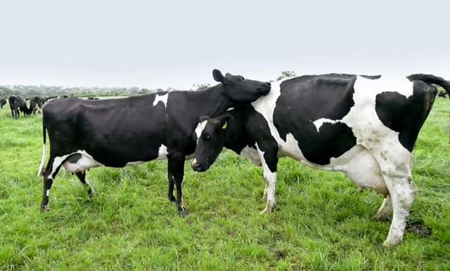 Сколько коровы дают молока в сутки | Знай ферму | Дзен