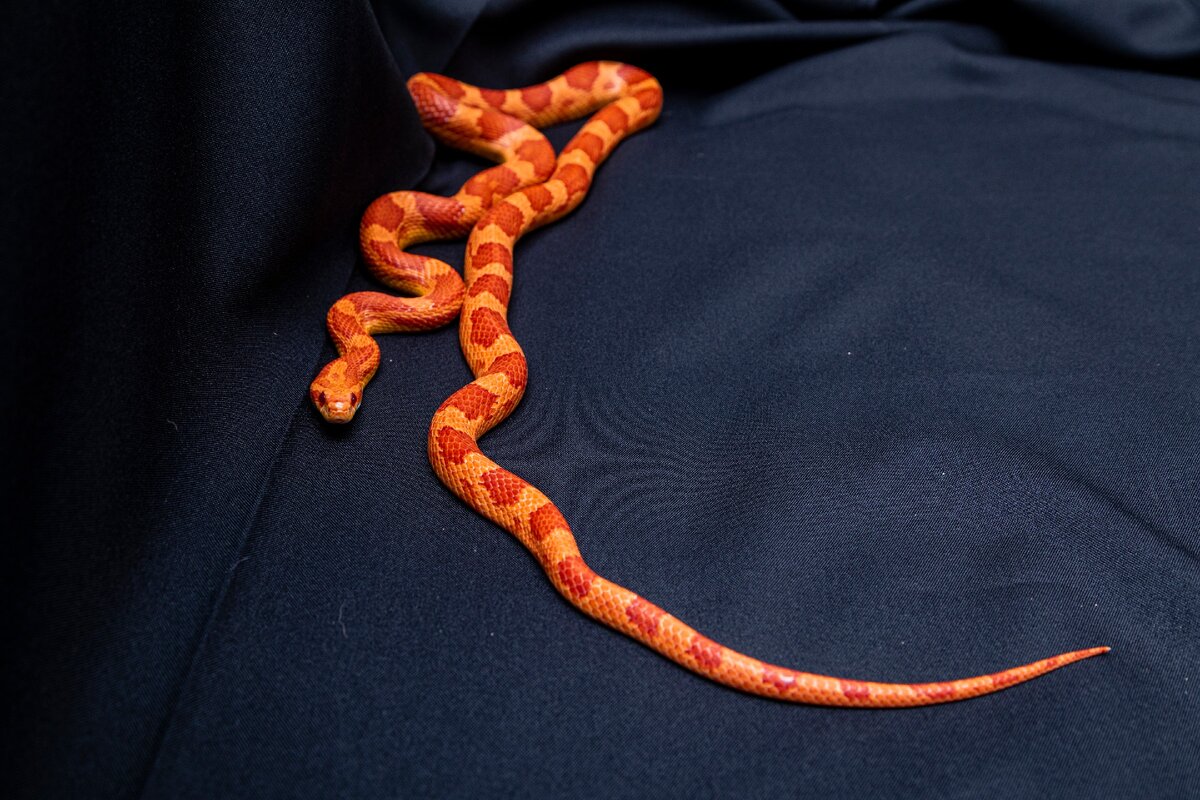 Держать змею в руках - к мелким заботам.