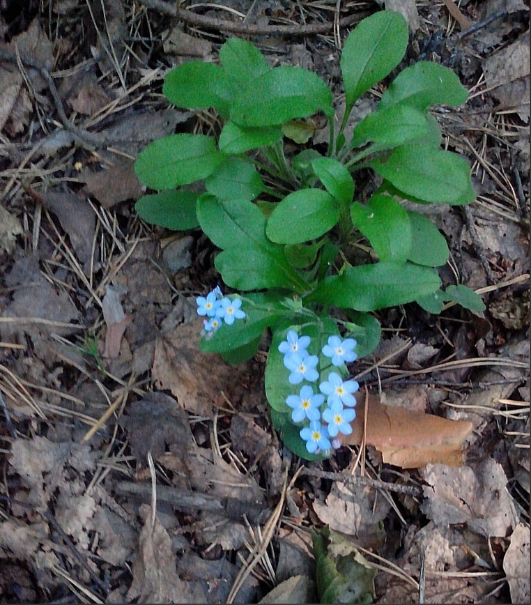 незабудки. Фото Виллевальд Маргариты
