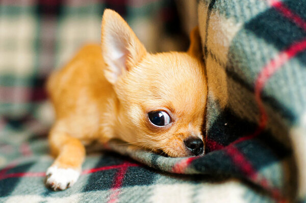 Чихуахуа: история, стандарты, характер, содержание