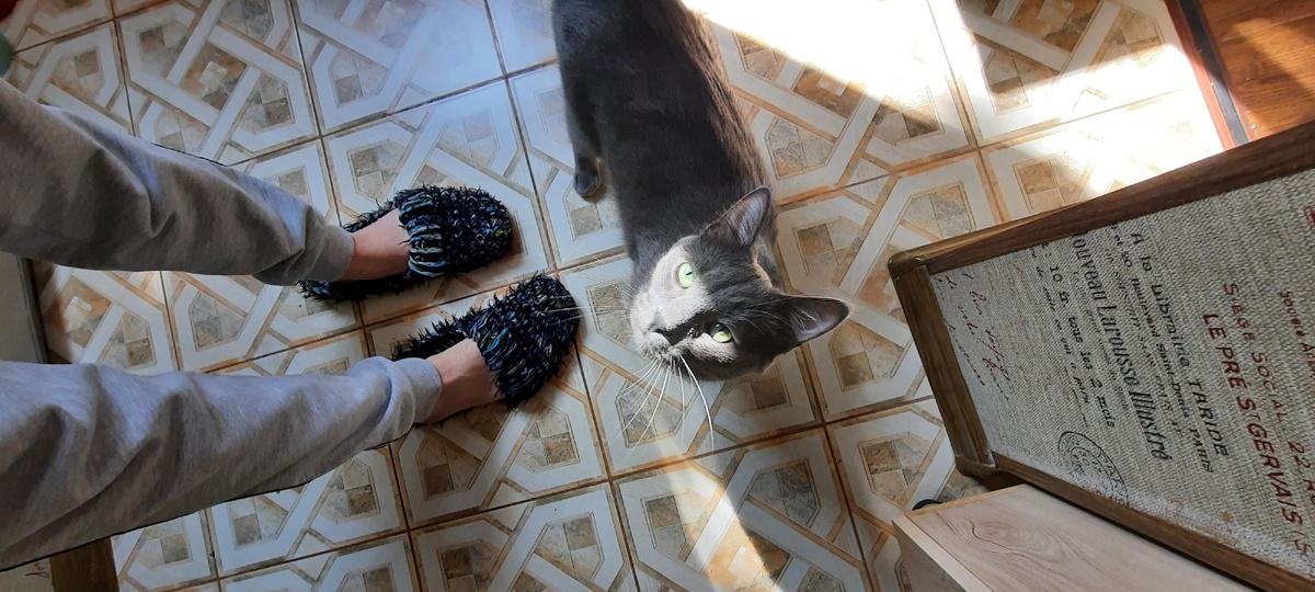 Мой 6.5 киллограмовый кот