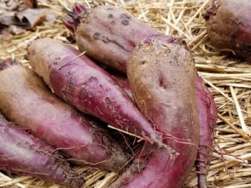 Свекла негритянка. Фото: lenoyau.com