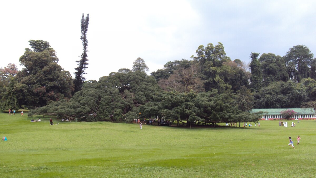 Вот оно, это замечательное дерево!