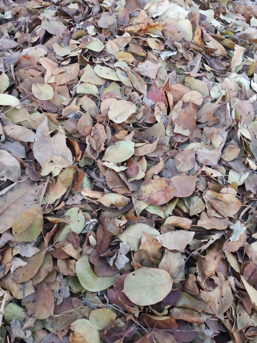 Фотография автора