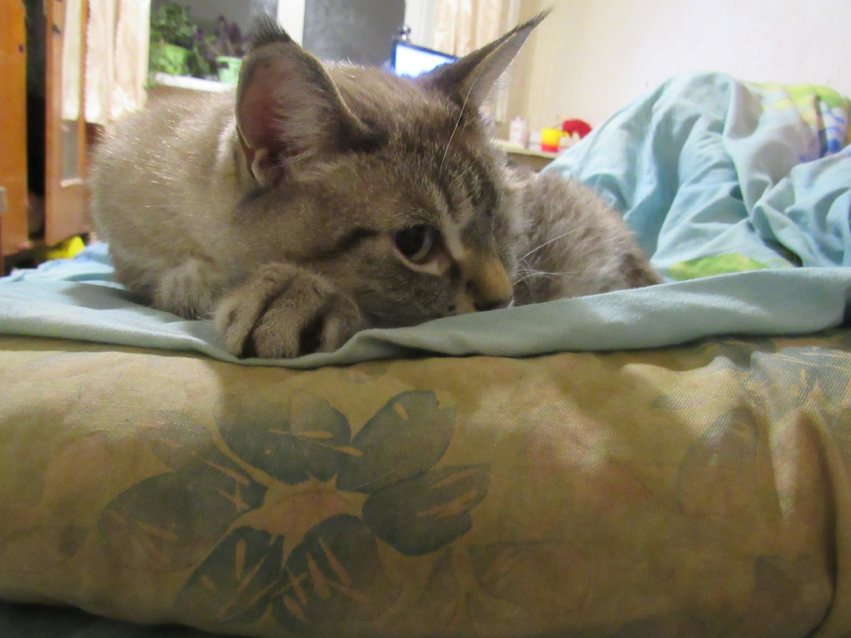 Автор, когда прикусил язык...