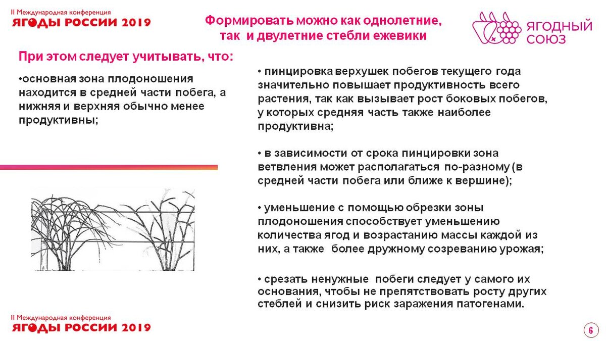 Обрезка ежевики схема