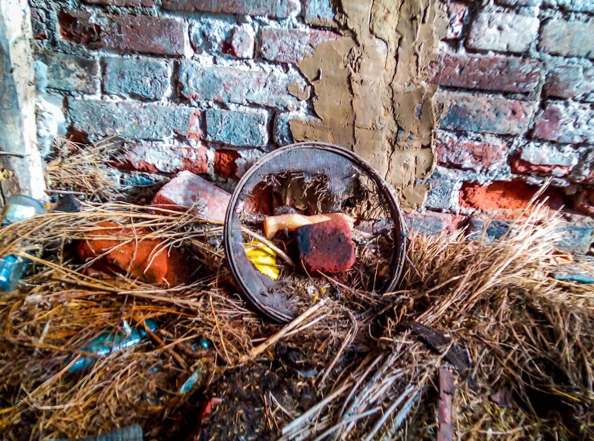 Роза в стене и другие находки в заброшенном деревенском доме | Прекрасное  рядом | Дзен