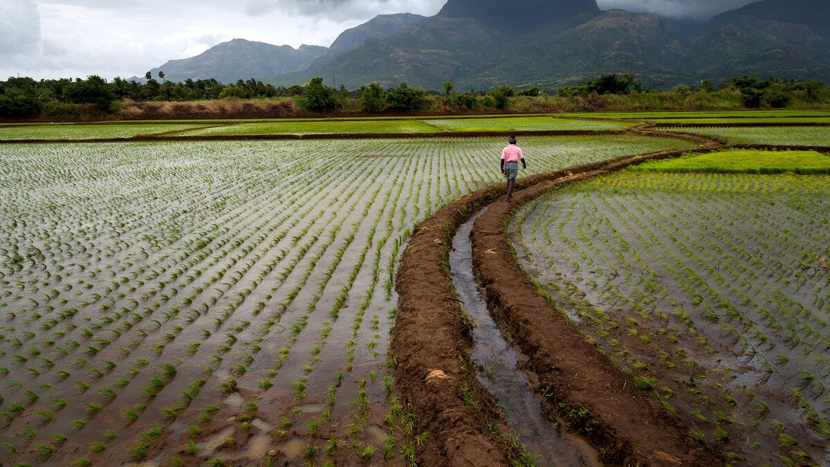 Фото:get.wallhere.com Традиционное выращивание риса в Индии полностью соответствует ведению органического земледелия