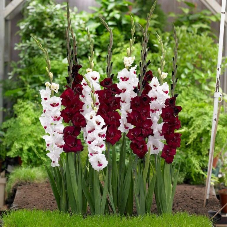 Фото взято на Яндекс.картинки