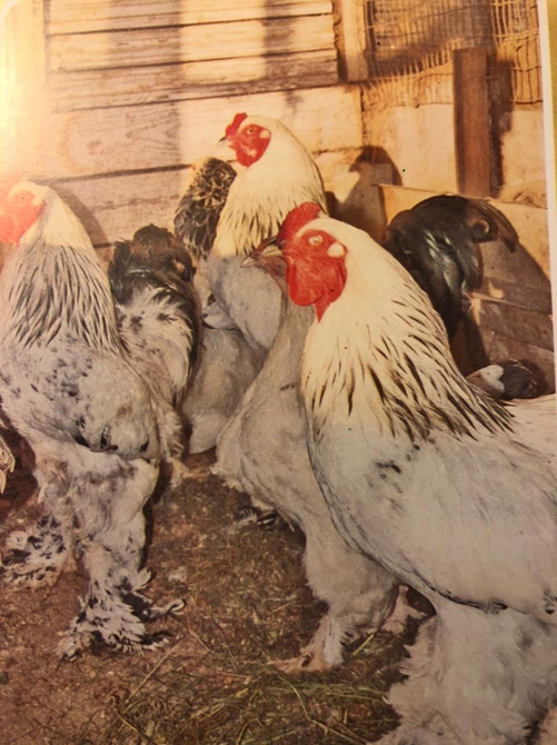 Брама  белая жемчужная из нашего хозяйства