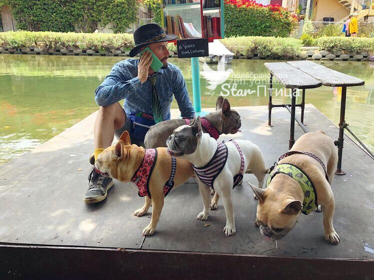 Профессиональный выгульщик собак при исполнении @saintrocque