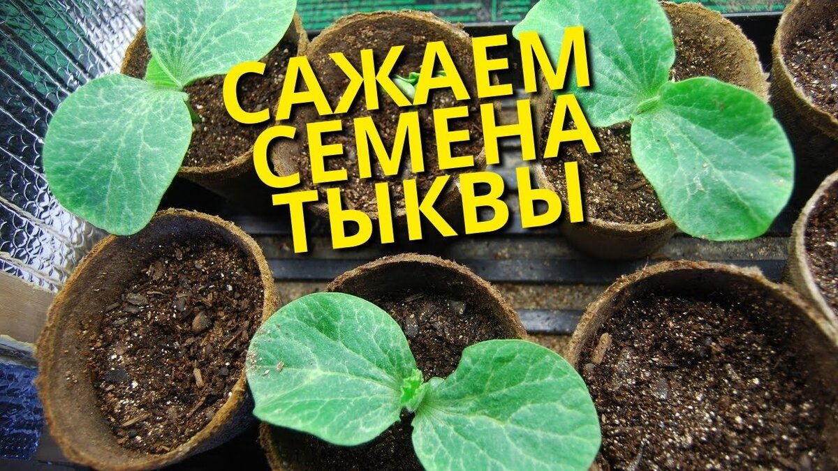 где и как посадить тыкву | Дзен