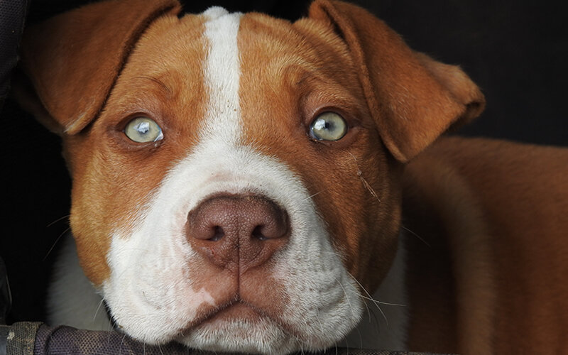 Если верить недавним исследованиям, собаки уделяют особое внимание человеческим рукам. Фото Doz777/Pixabay 