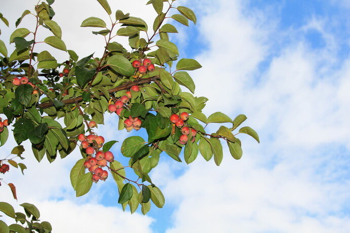 Красота природы.    Автор фото: Петр Аксенов
