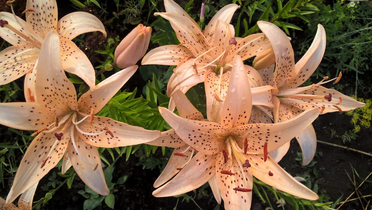 Сорта лилий я не знаю, и даже не в курсе знает ли мама сорта своих лилий. Она их просто любит❤.