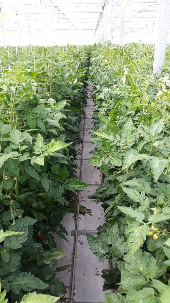Расмещение растений томата в теплице.