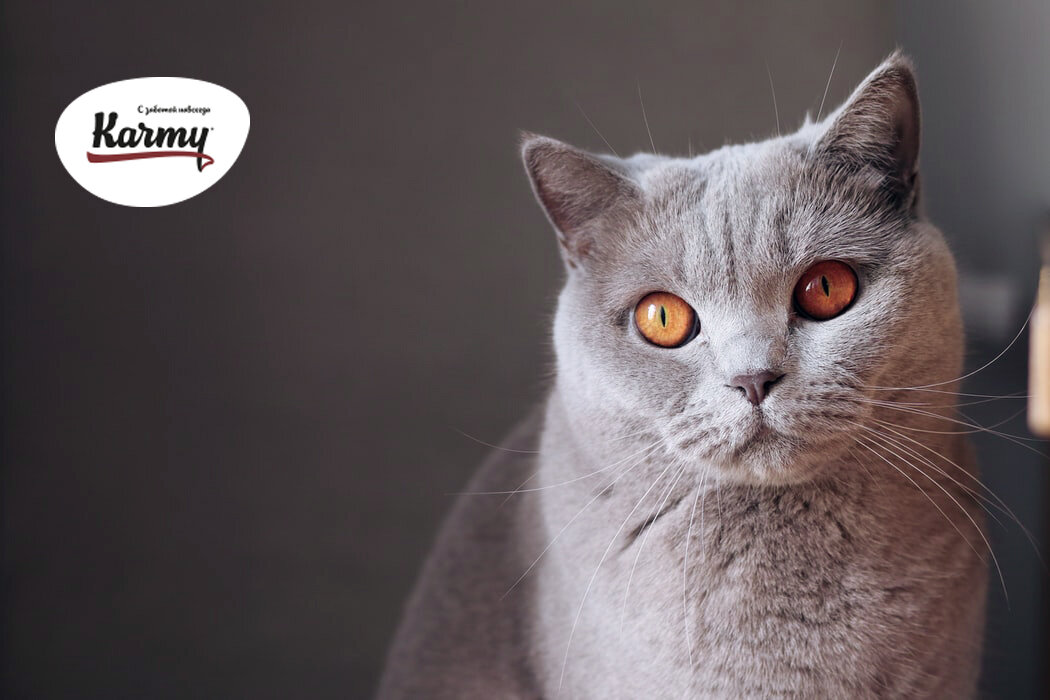 Авторское изображение с использованием картинки с фотостока "Unsplash"