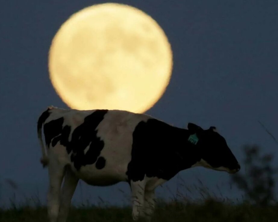 Фото из интернета 