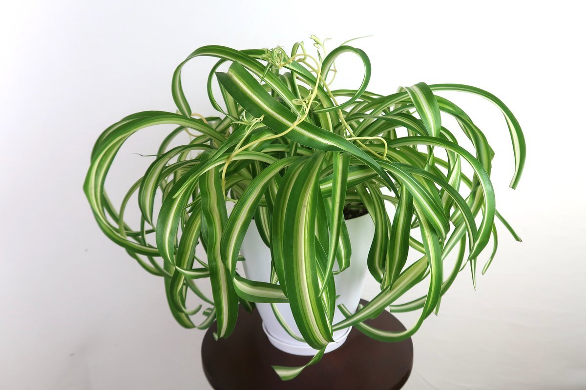 хлорофитум