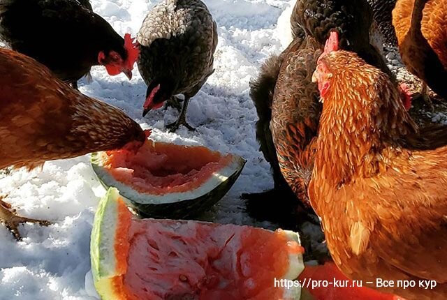 почему куры перестали нестись осенью. там несушки несутся. куры несушки зимой. куры плохо несутся зимой. куры перестали нестись.