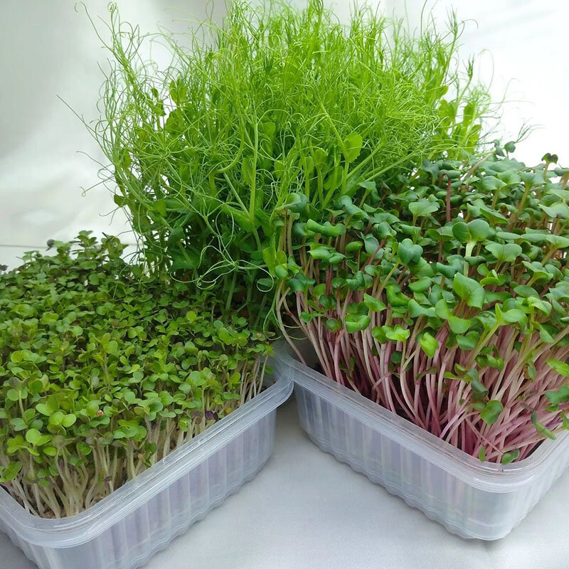 Как вырастить полезные овощи и зелень в обычной квартире, обустроив огород  на подоконнике | Glav-Dacha.ru | Дзен