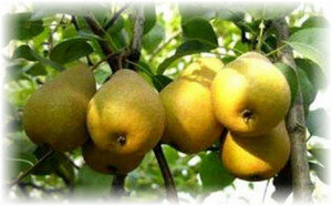 Груша является одним из любимейших фруктов. Такую популярность этот фрукт получил из-за неприхотливого характера. Она не требует особого ухода и легко адаптируется в любых погодных условиях. Данный плодовый фрукт имеет широкое разнообразие сортов. Одним из сортов этого замечательного фрукта является груша ноябрьская. Этот сорт характеризуется рядом преимуществ. Ноябрьские сорта груши дают качественные и вкусные плоды. О чем свидетельствует описание сорта груш. Подробно узнать об этом сорте представляется обладателям этих плодовых деревьев.