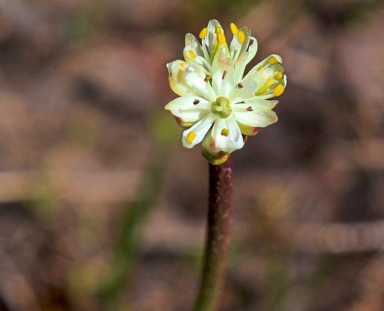Triantha occidentalis - недавно обнаруженное хищное растение
