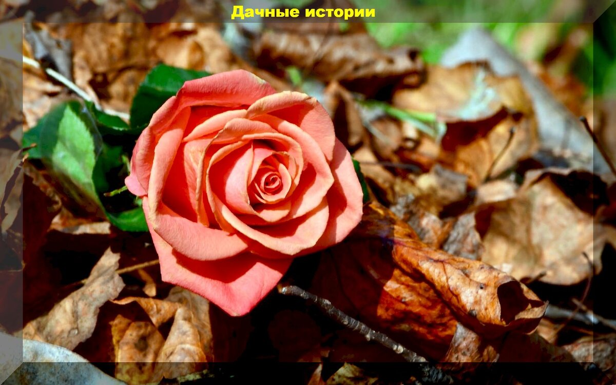 https://vk.com/photo-159774511_457249381