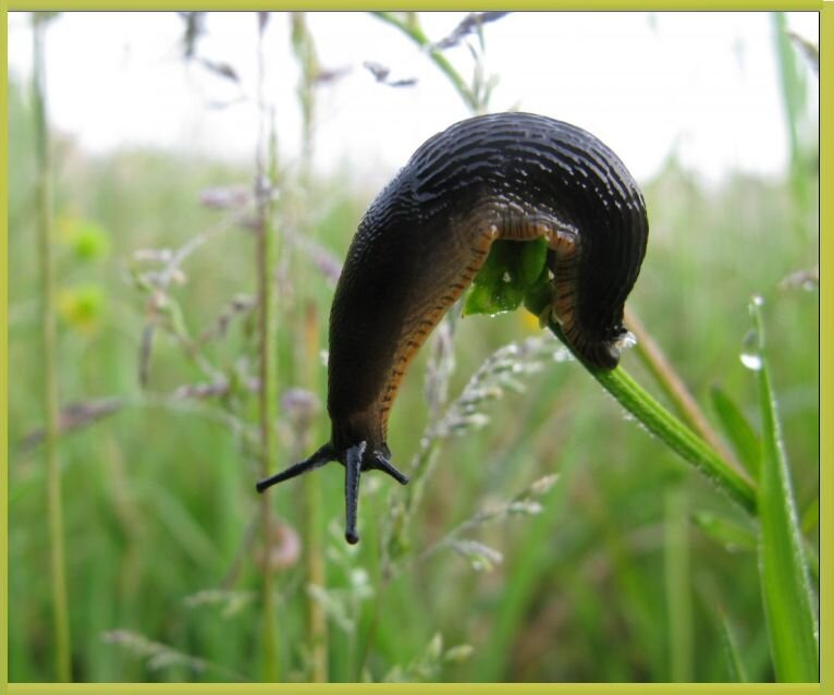 Любитель зелени. Фото: botanichka.ru