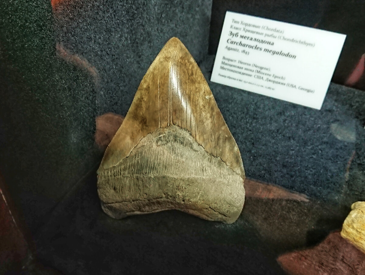 Зуб мегалодона в экспозиции Приморского океанариума 