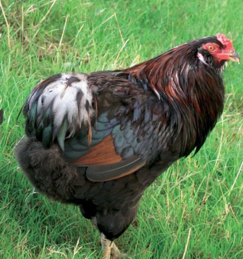 Петух породы Араукана