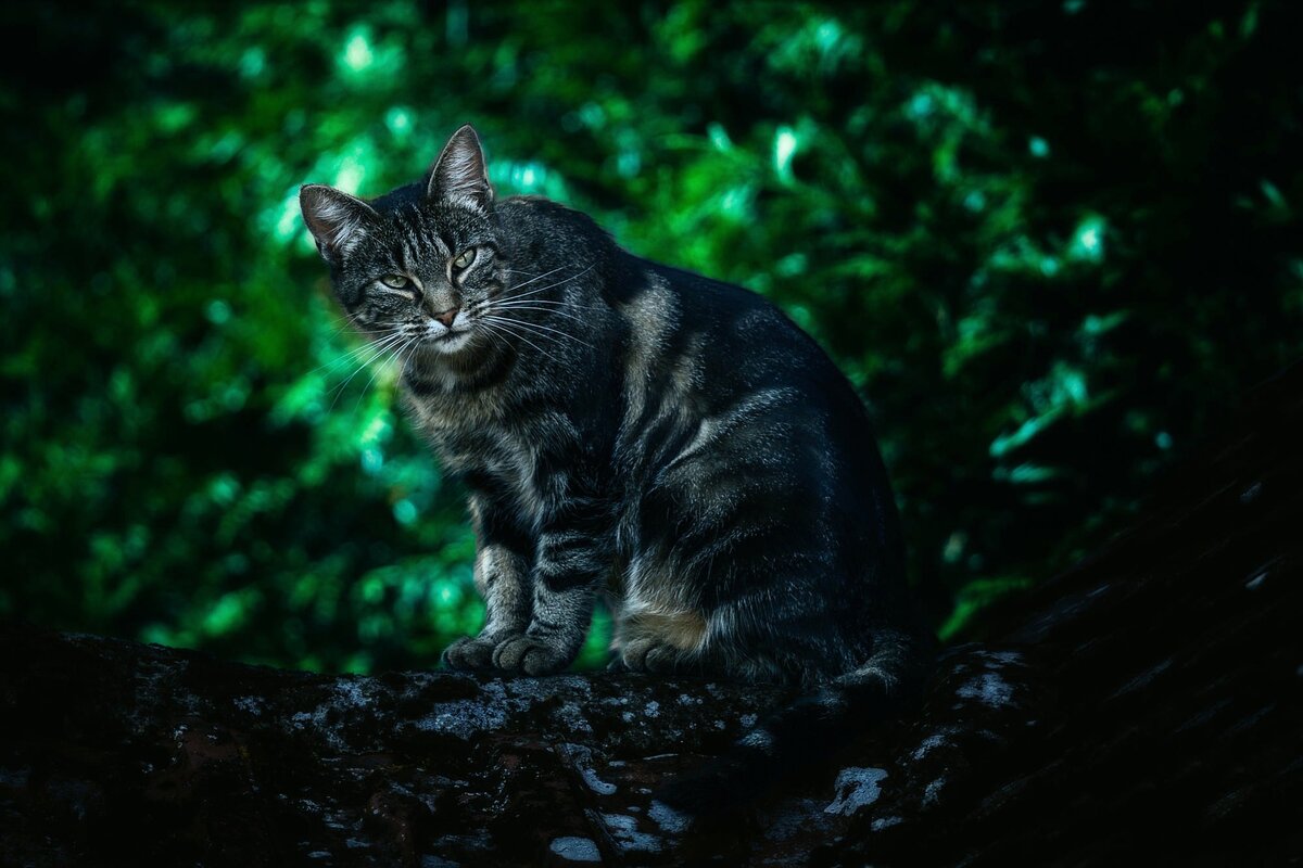 Фото: wallhere.com