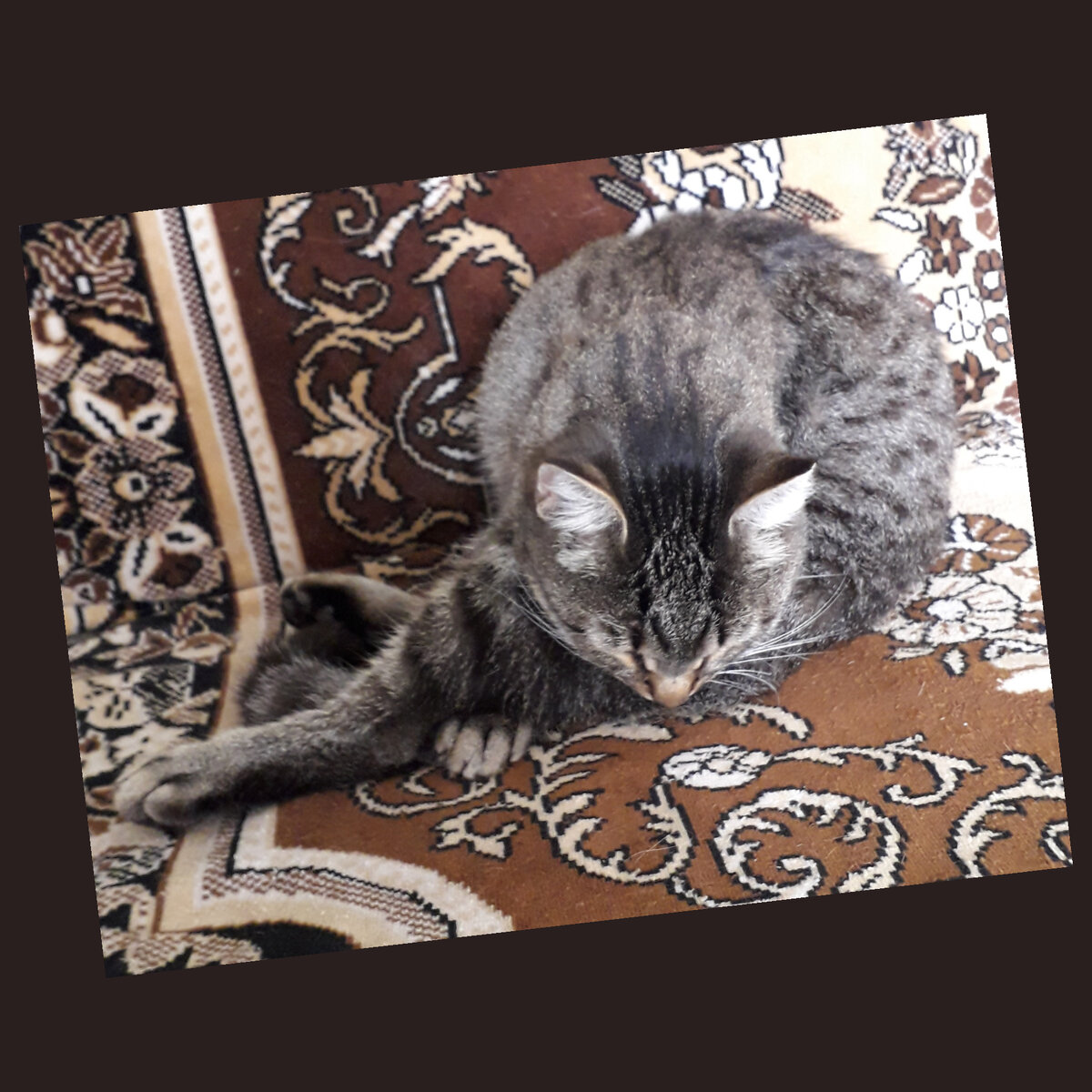 Рысик вылизывался и заснул