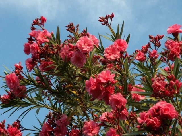 Олеандр || Ароматный