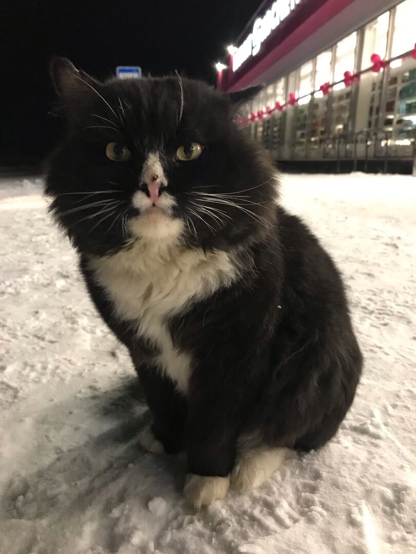 фото реального котика Бедоси