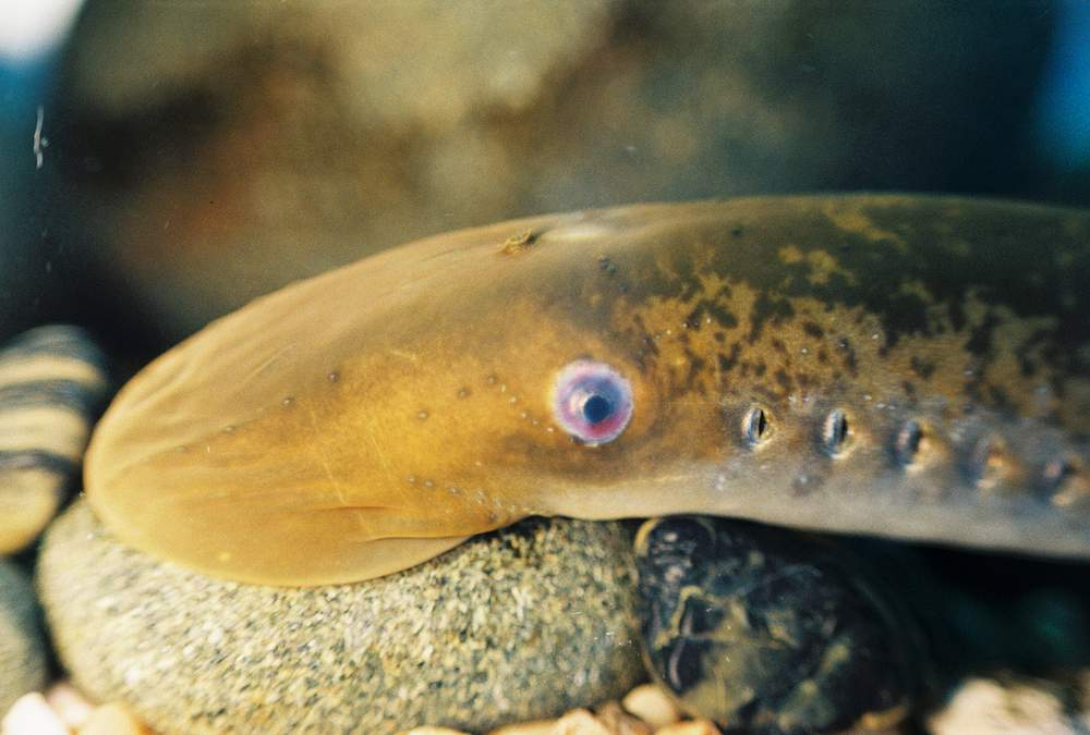 Источник: https://animalreader.ru/wp-content/uploads/2015/04/minoga-rechnaja-evropejskaja-animalreader.ru-003.jpg