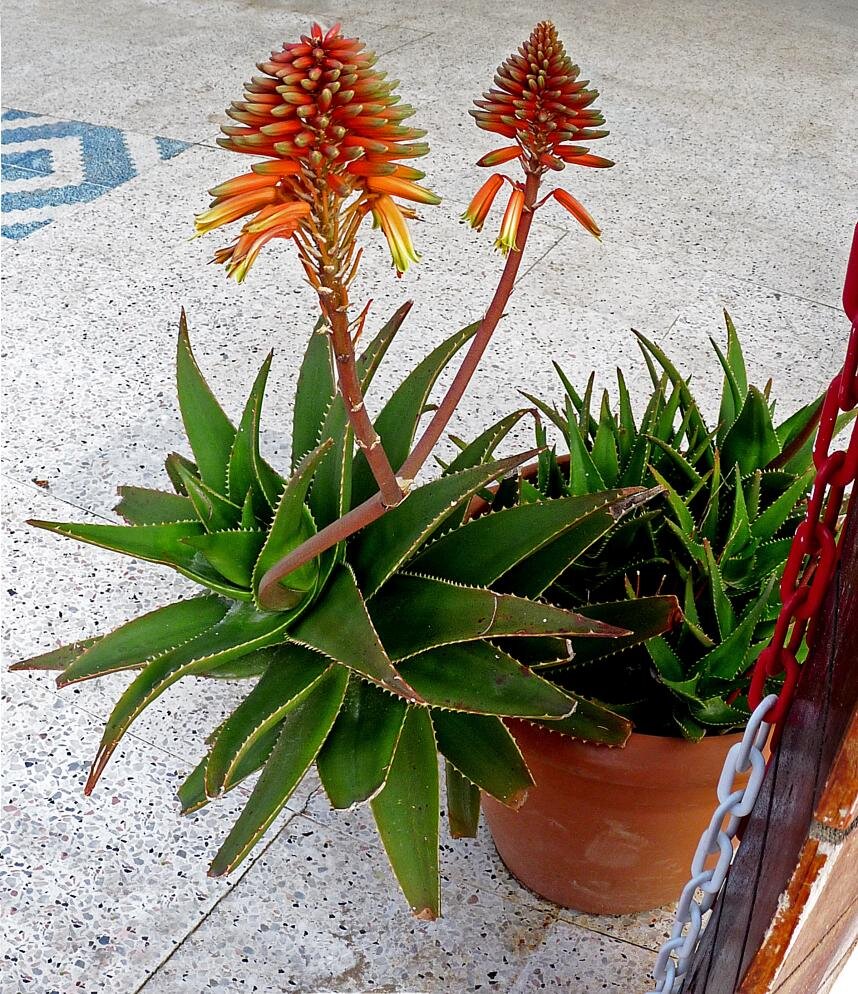 Цветение в полную силу