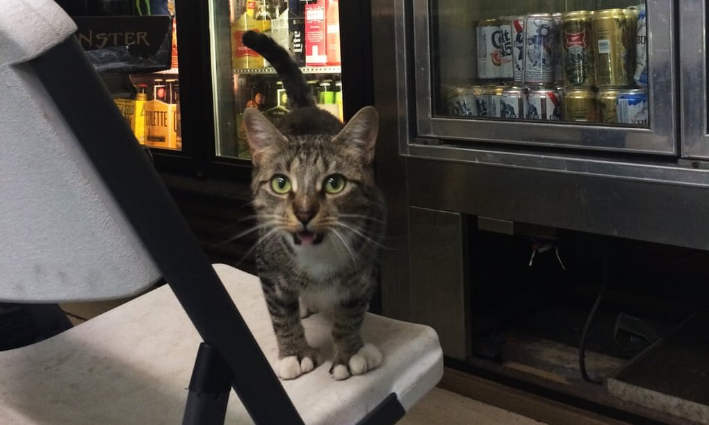 Кошка на стуле